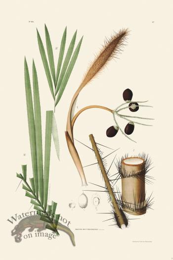 Rodrigues Palm Front 052